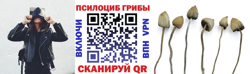 Галлюциногенные грибы Psilocybe  дарнет шоп  Чкаловск 